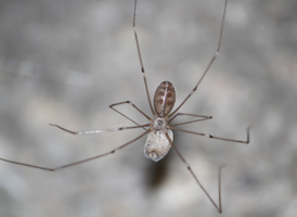 Long-bodied Cellar Spider Long-bodied Cellar Spider